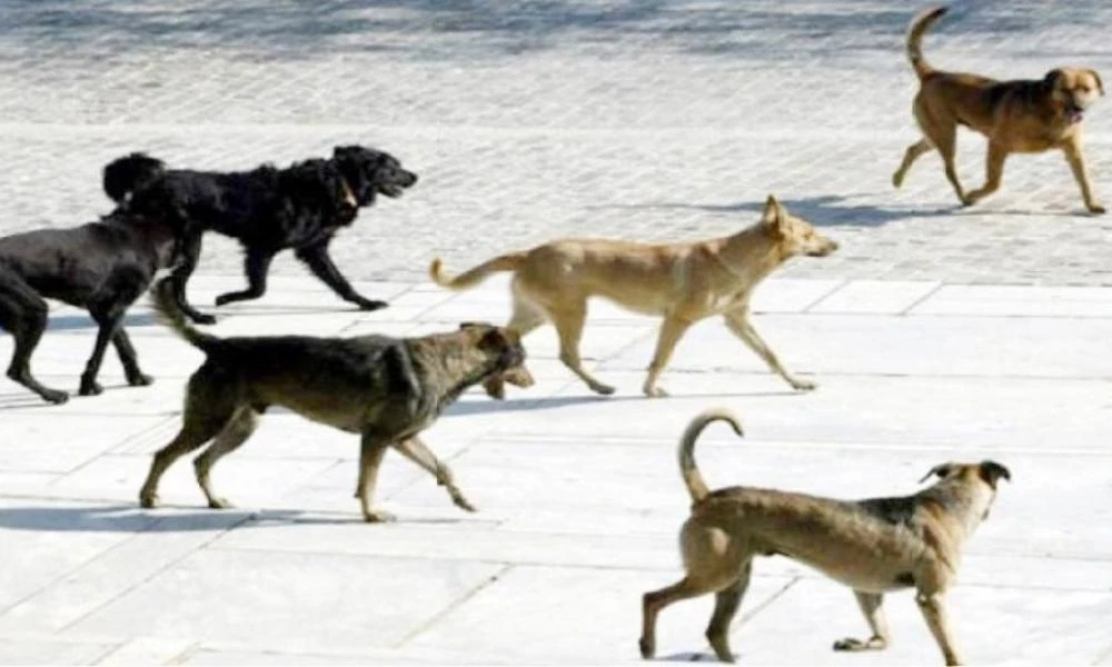 Χαλκιδική: Αδέσποτα άγρια σκυλιά επιτέθηκαν σε σταθμευμένο όχημα